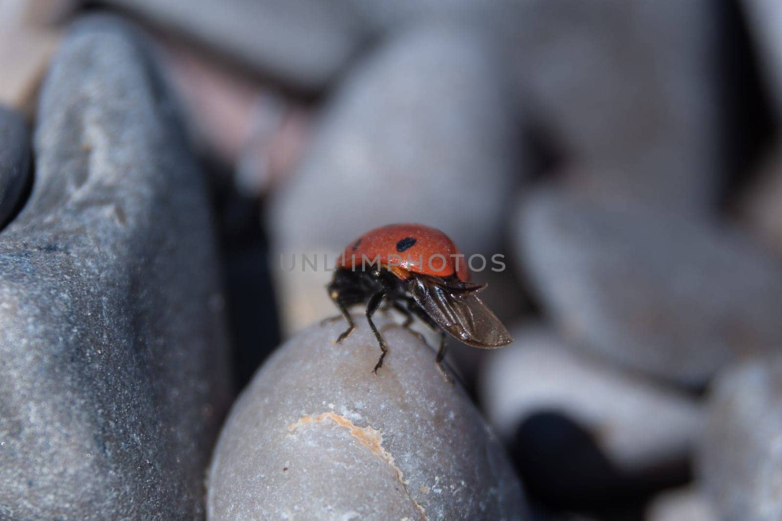 Embark on a journey of discovery as you observe a ladybug delicately settled atop smooth round stones, magnified through a macro lens, revealing the intricate beauty of this tiny world