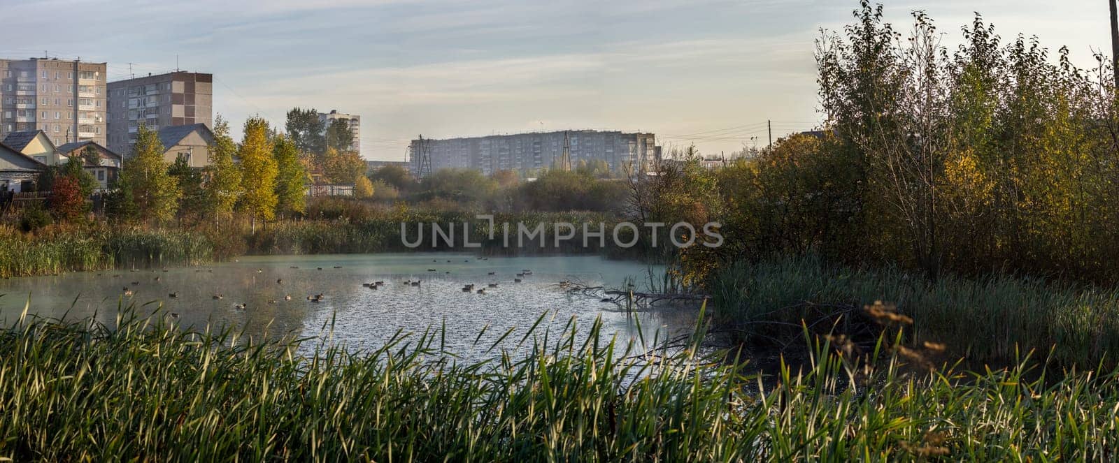 The lake on the outskirts of the city, in the pond swim ducks and on the edge grows reeds.