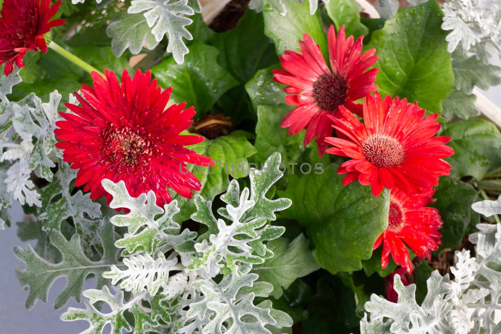 Thai agricultural produce to be exhibited at the fair, stock photo