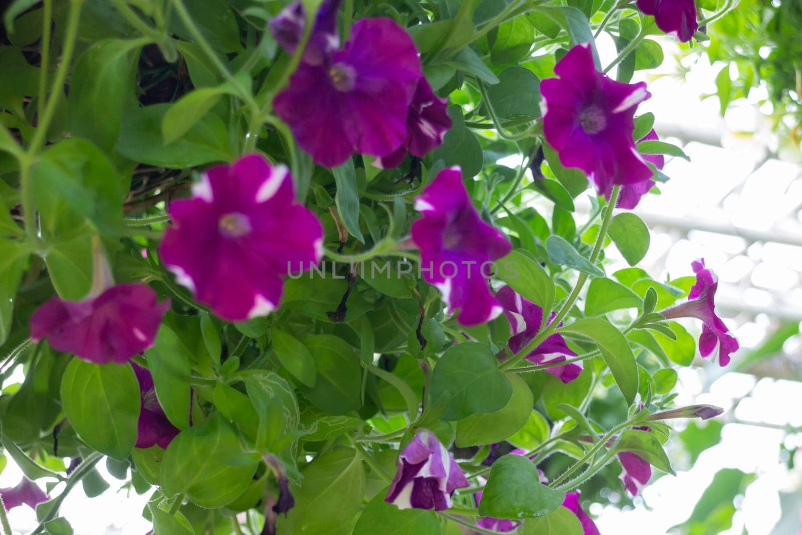 Thai agricultural produce to be exhibited at the fair, stock photo