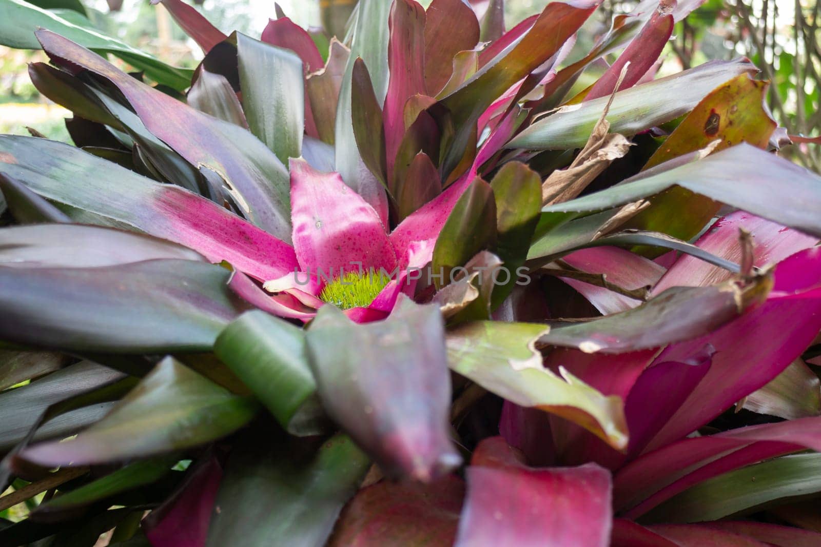 Thai agricultural produce to be exhibited at the fair, stock photo