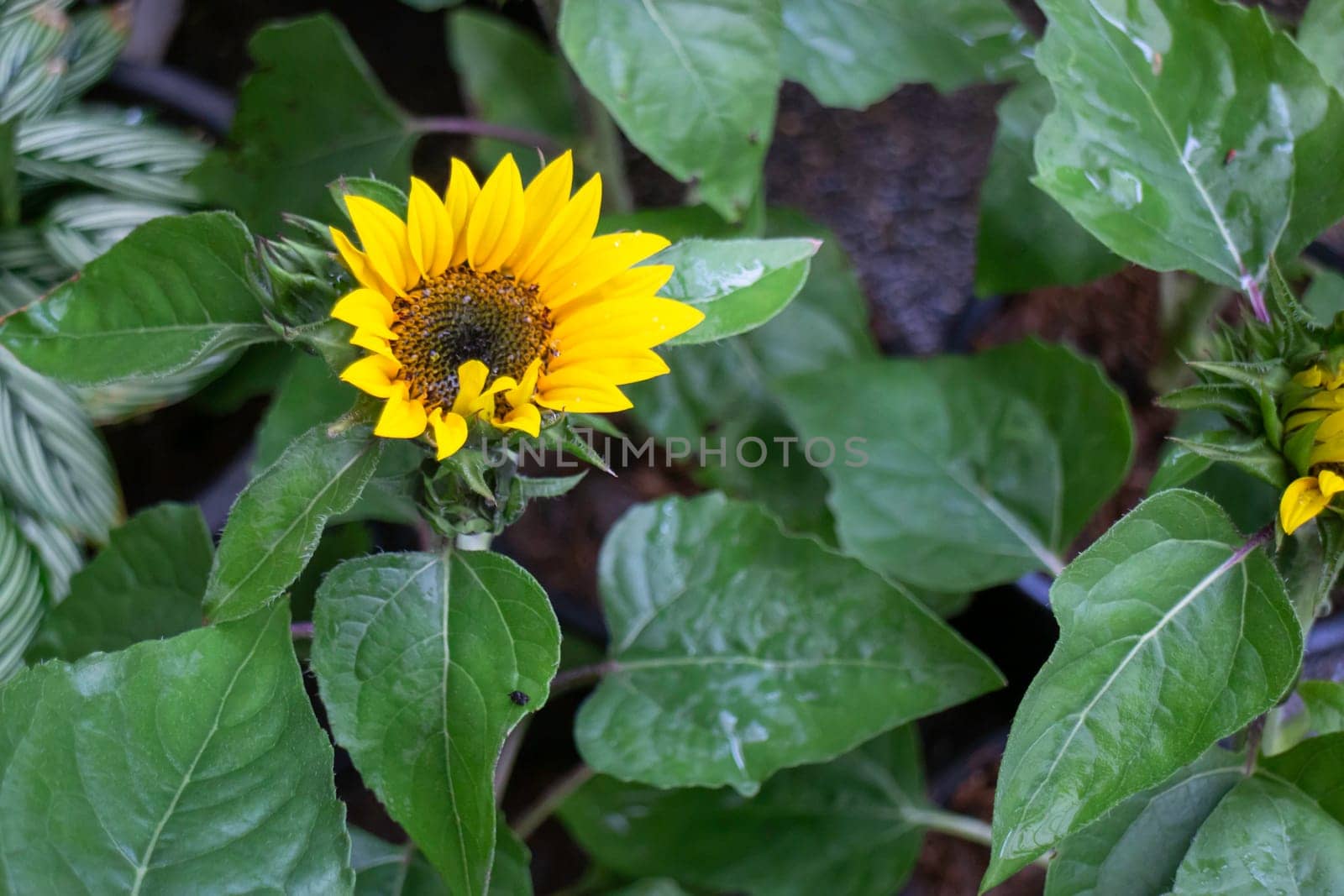 Thai agricultural produce to be exhibited at the fair, stock photo