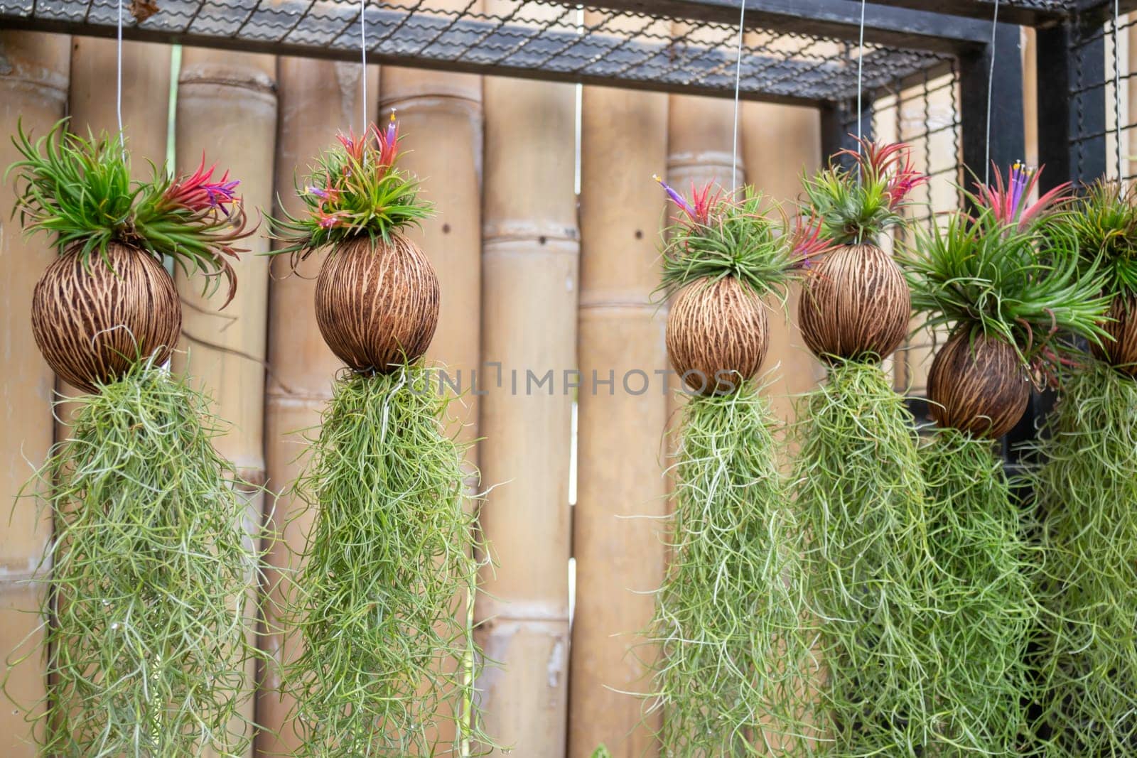 Thai agricultural produce to be exhibited at the fair, stock photo