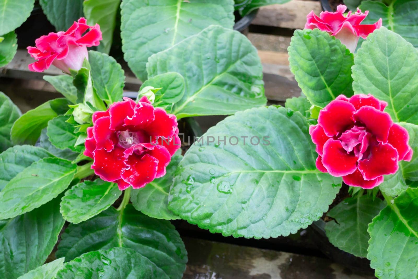Thai agricultural produce to be exhibited at the fair, stock photo