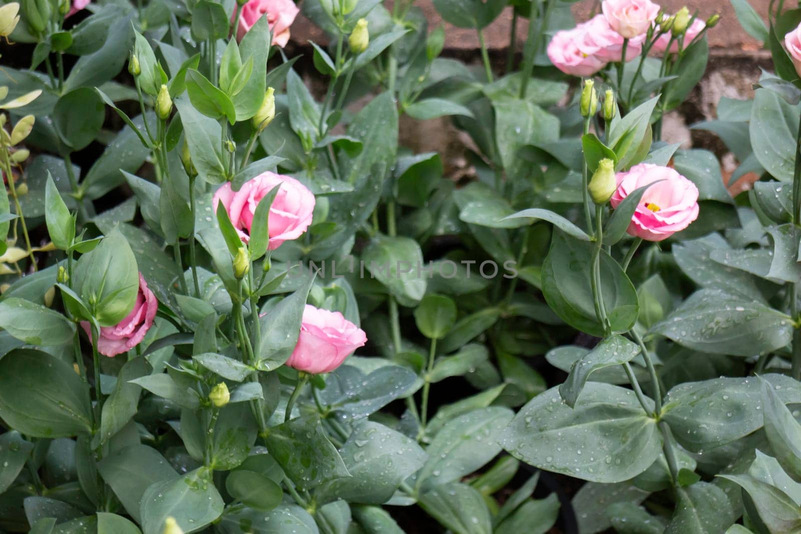 Thai agricultural produce to be exhibited at the fair, stock photo