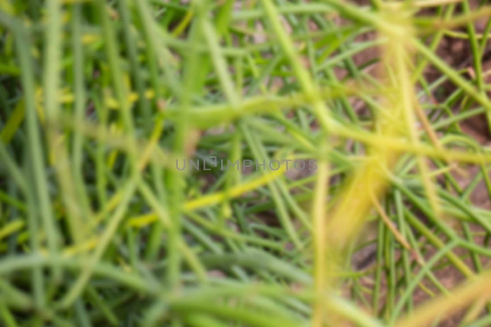Thai agricultural produce to be exhibited at the fair, stock photo
