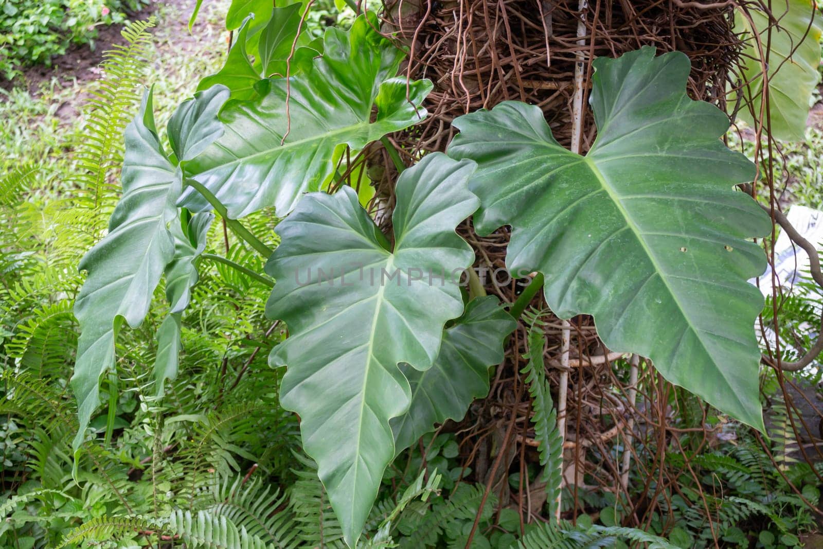 Thai agricultural produce to be exhibited at the fair, stock photo