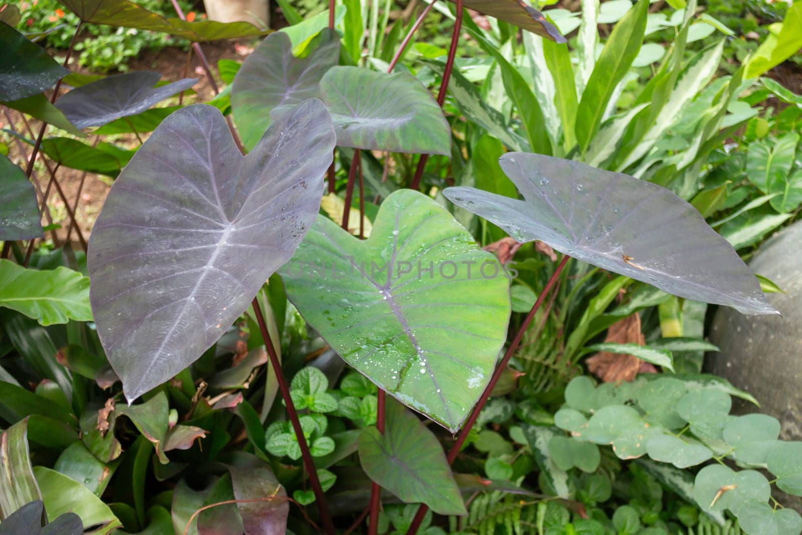 Thai agricultural produce to be exhibited at the fair, stock photo