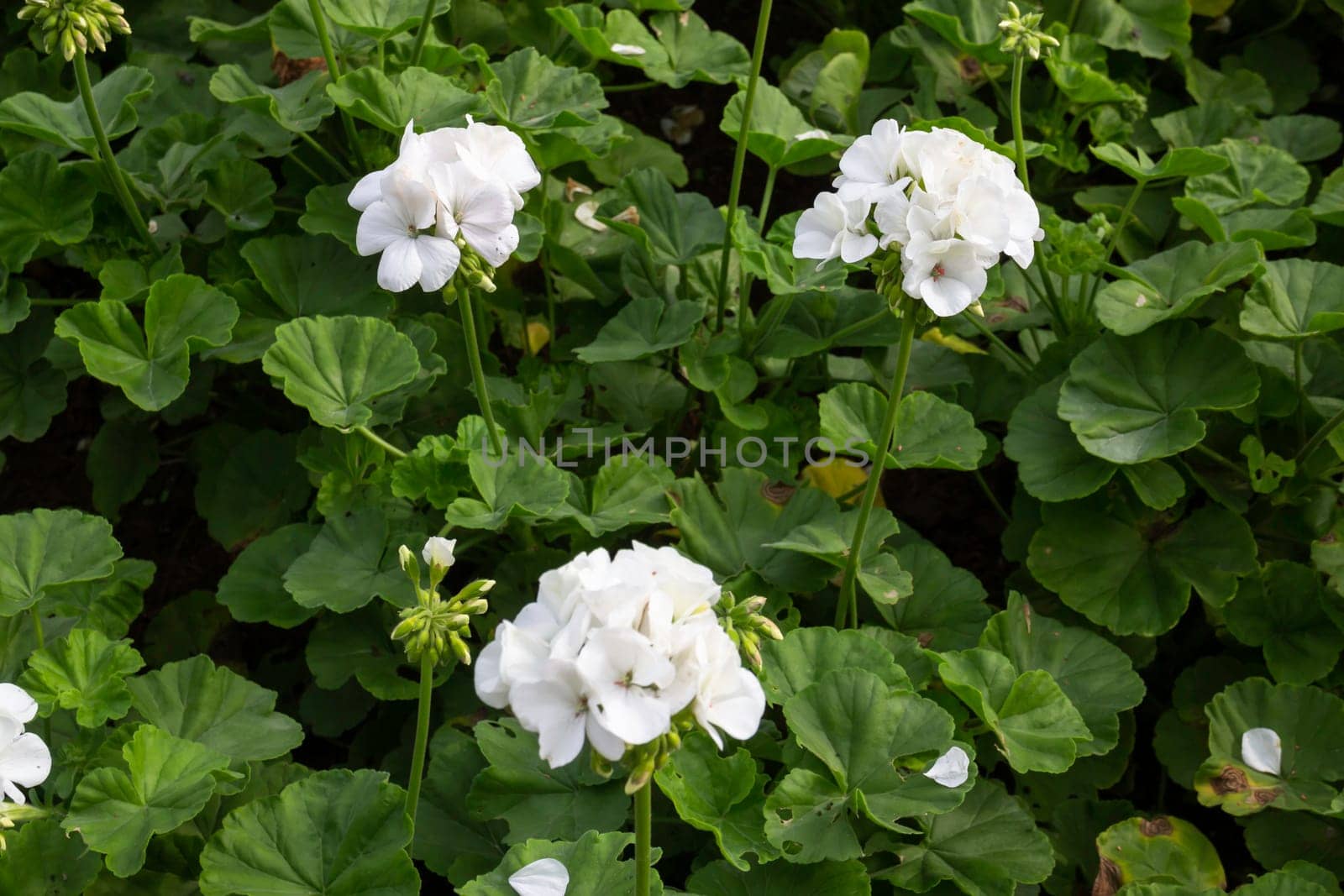 Thai agricultural produce to be exhibited at the fair, stock photo