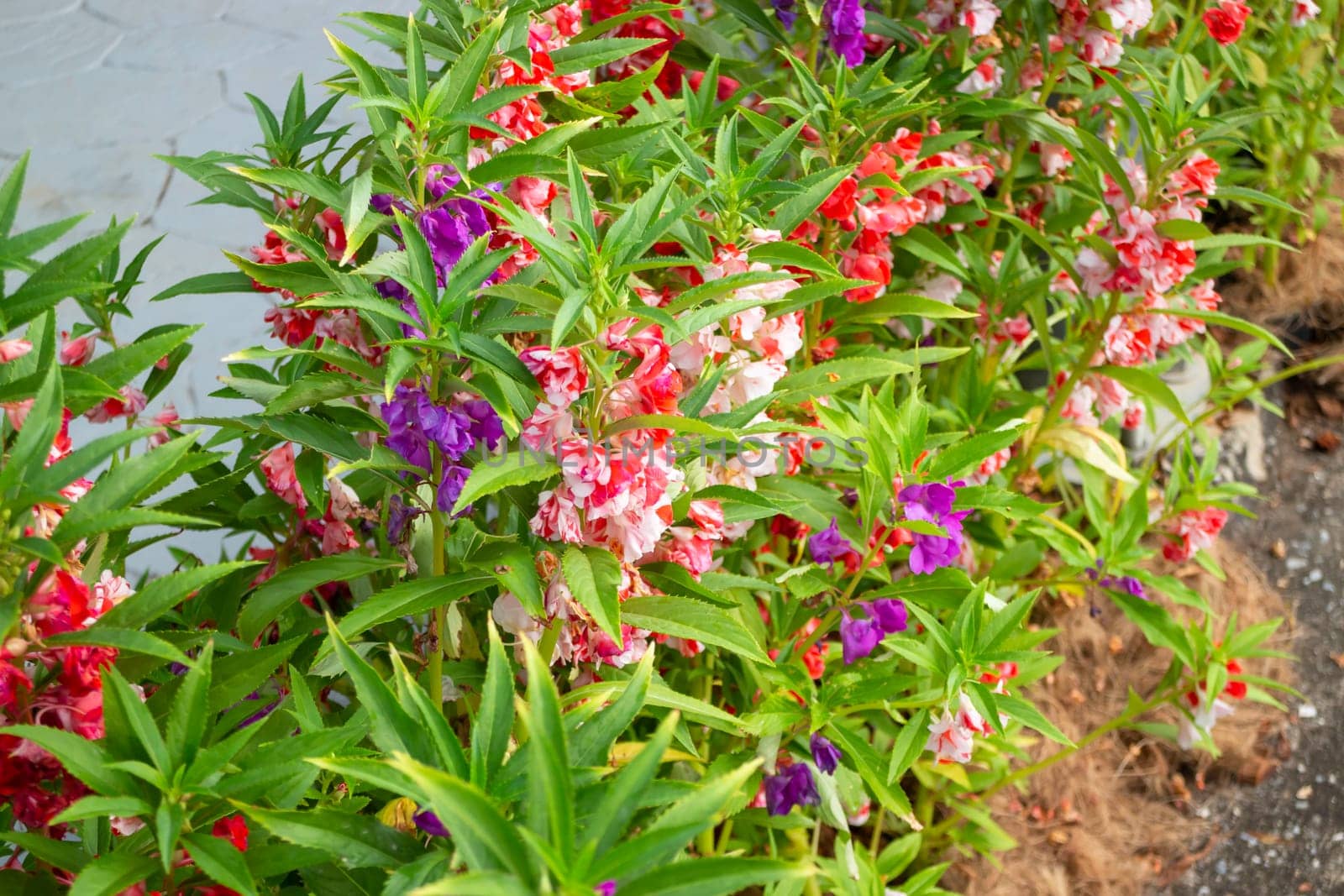 Thai agricultural produce to be exhibited at the fair, stock photo