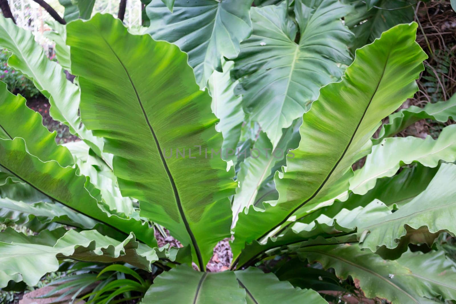 Thai agricultural produce to be exhibited at the fair, stock photo