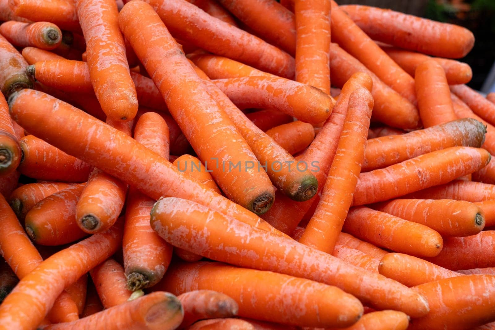 A pile of carrots with some of them being rotten. The pile is full of carrots and some of them are not fresh