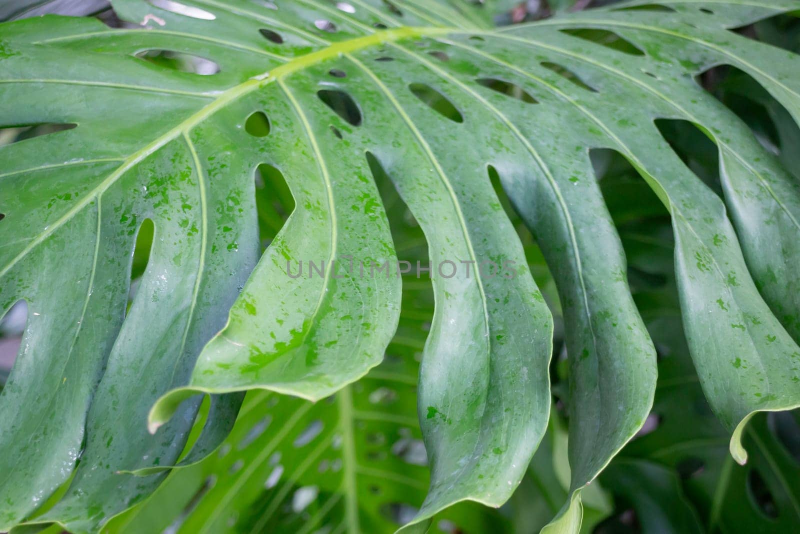 Thai agricultural produce to be exhibited at the fair, stock photo