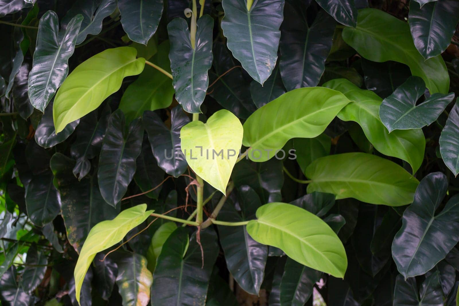 Thai agricultural produce to be exhibited at the fair, stock photo