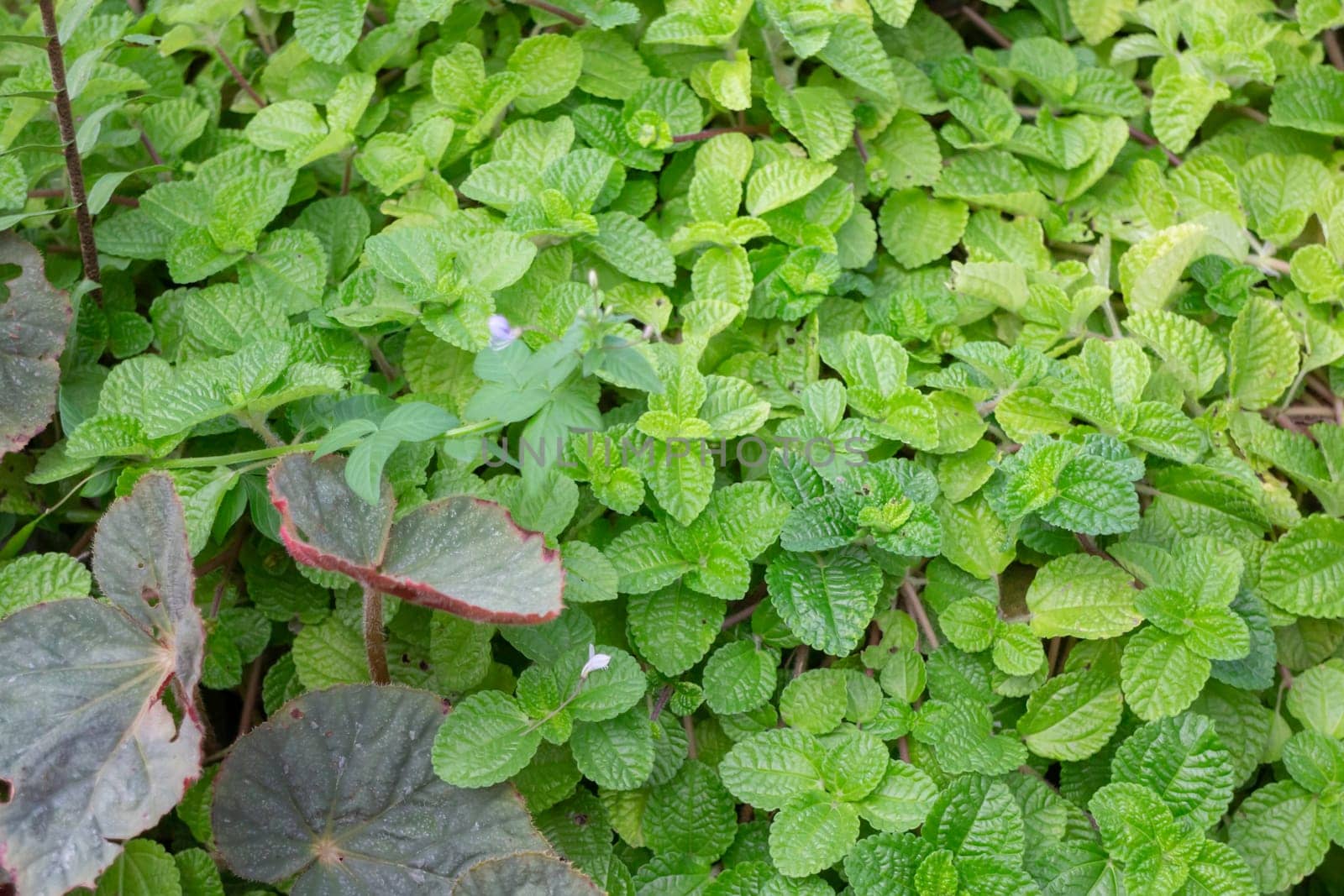 Thai agricultural produce to be exhibited at the fair, stock photo