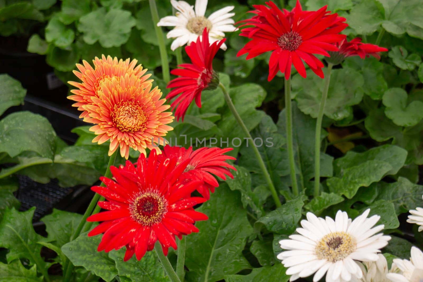 Thai agricultural produce to be exhibited at the fair, stock photo