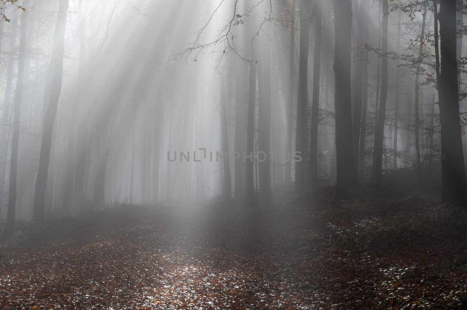 Sun shines in the morning fog in a forest in autumn