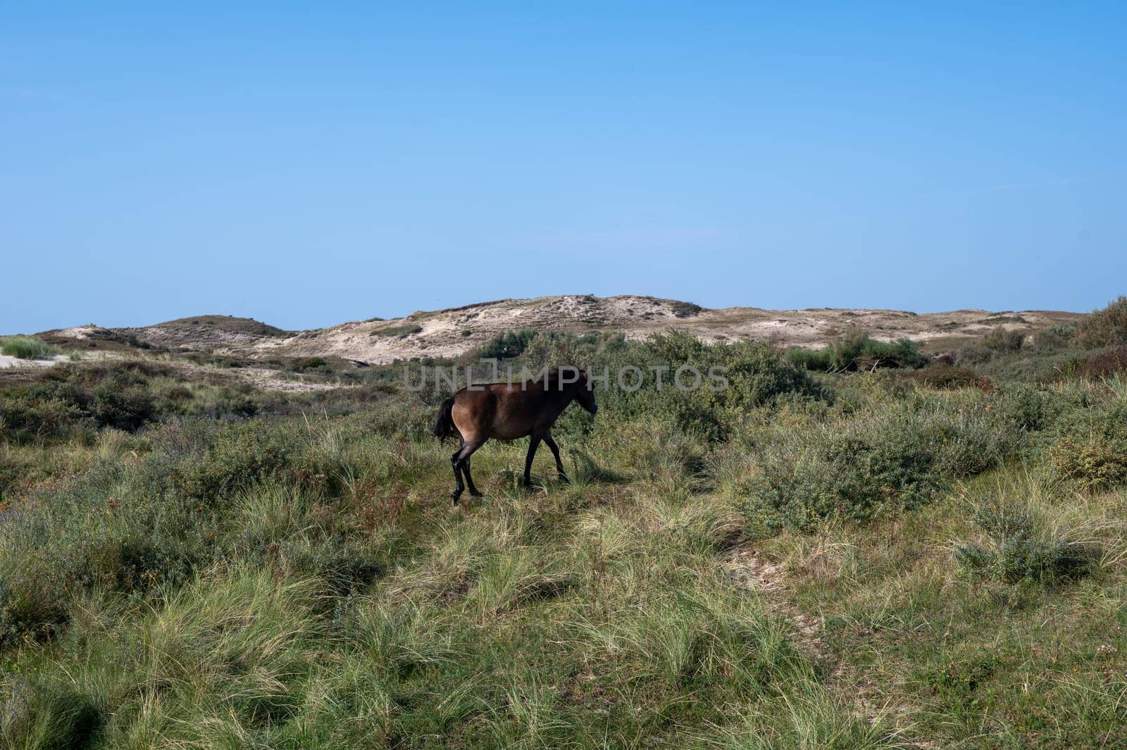 Konik wild horses and Exmoor ponies live in a dune landscape in a nature reserve, for natural management of the dunes to curb the growth of shrubs, near Egmond aan Zee in the Netherlands