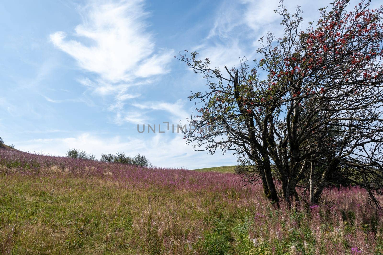 Blooming willowherb ( Epilobium angustifolium ) on a green meadow with a tree