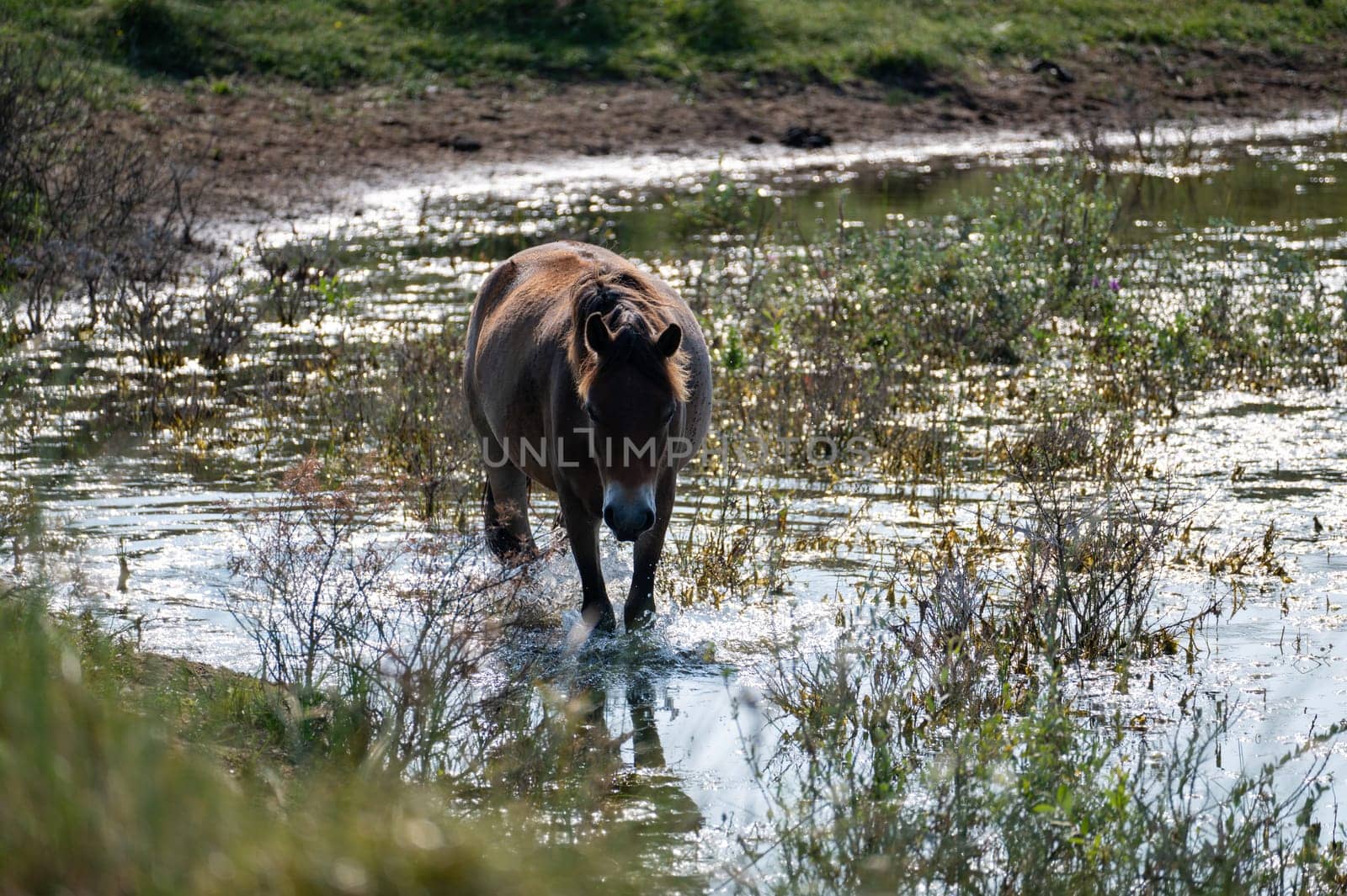 Konik wild horses and Exmoor ponies live in a dune landscape in a nature reserve, for a natural management of the dunes to curb the proliferation of the bushes, near Egmond aan Zee in the Netherlands
