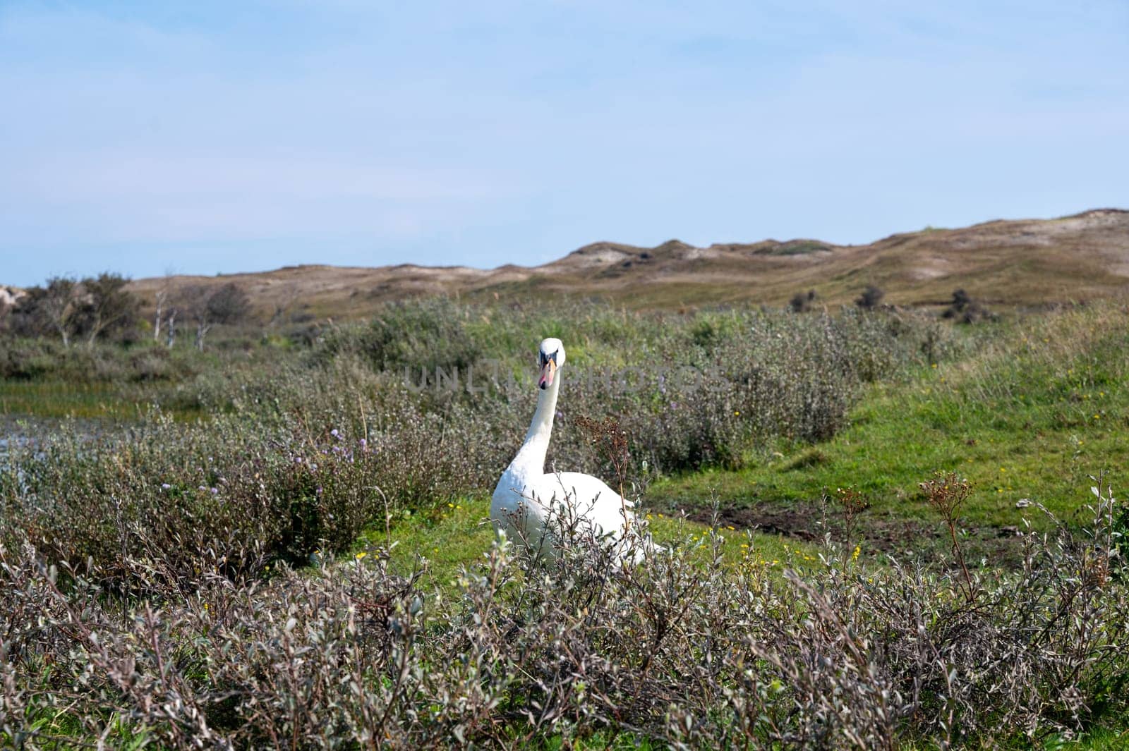 A white swan ( Cygnus ) stands in a dune landscape,  in a nature reserve near Egmond aan Zee in the Netherlands