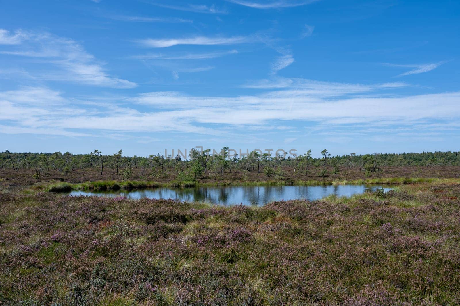 Moor eyes in the black moor with broom heather in the high Rhoen, Bavaria, Germany