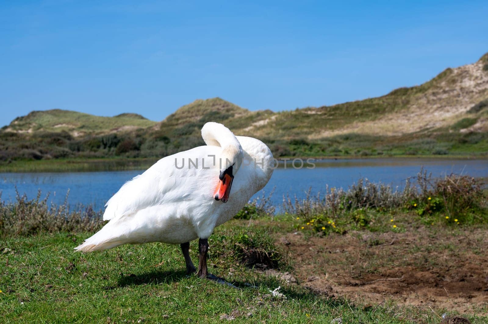 A white swan  (Cygnus ) stands on the shore of a lake and grooms its feathers in the green nature