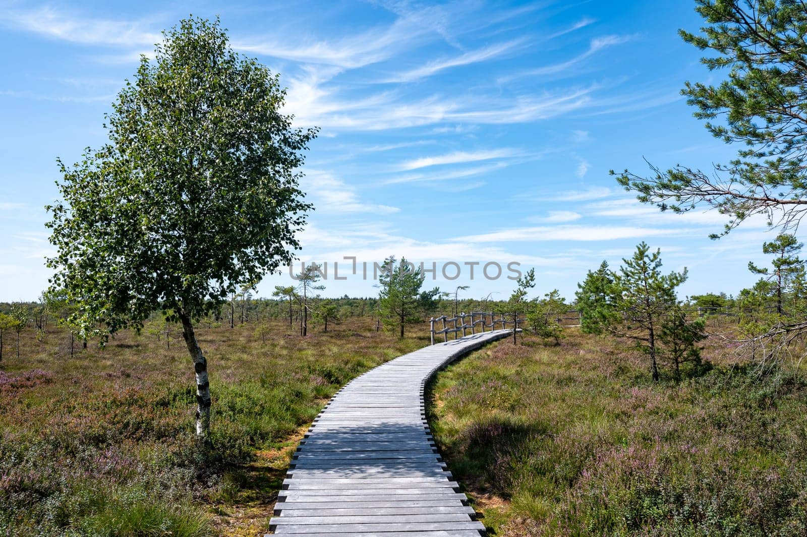 Black moor in the Rhoen, Bavaria, Germany, in summer  with Heather and  a new moor path