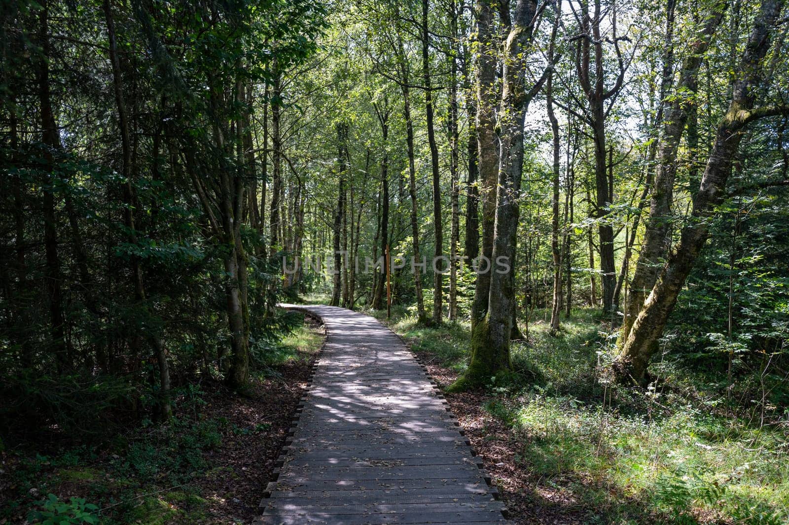 Black moor in the Rhoen, Bavaria, Germany, in summer  with a new moor path and forest  in sunlight