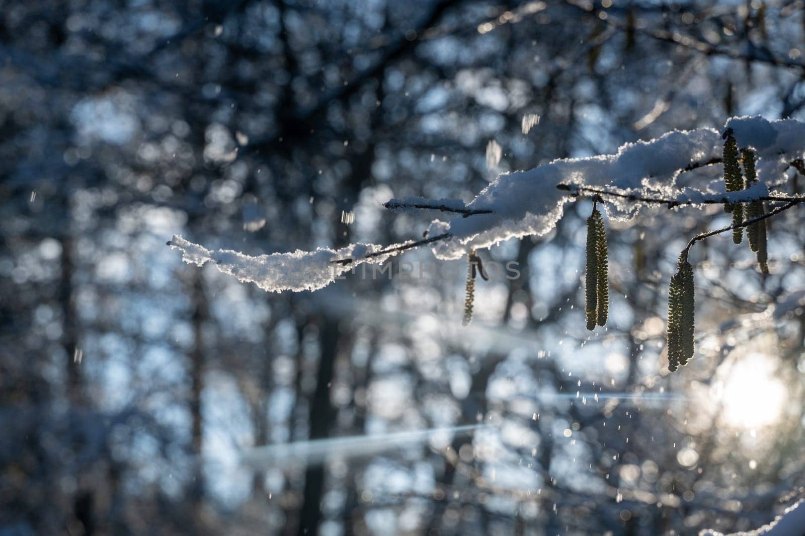 Small snow-covered hazel bush  branches in a forest in the evening light