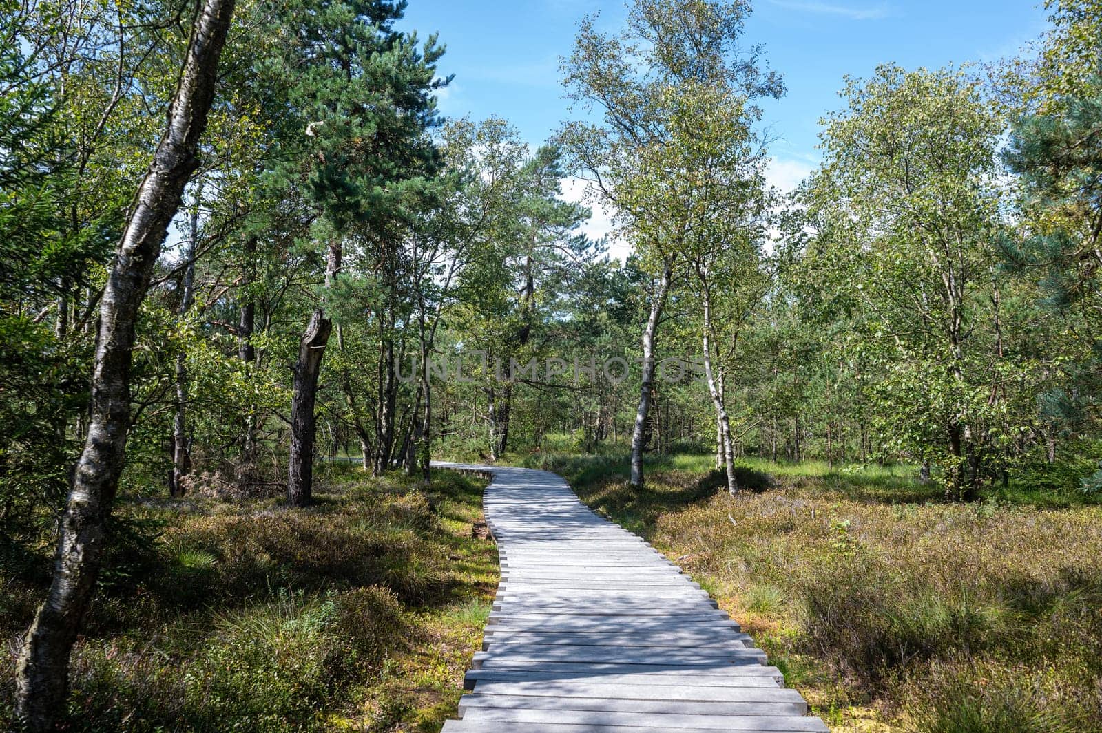 Black moor in the Rhoen, Bavaria, Germany, in summer  with a new moor path and forest  in sunlight