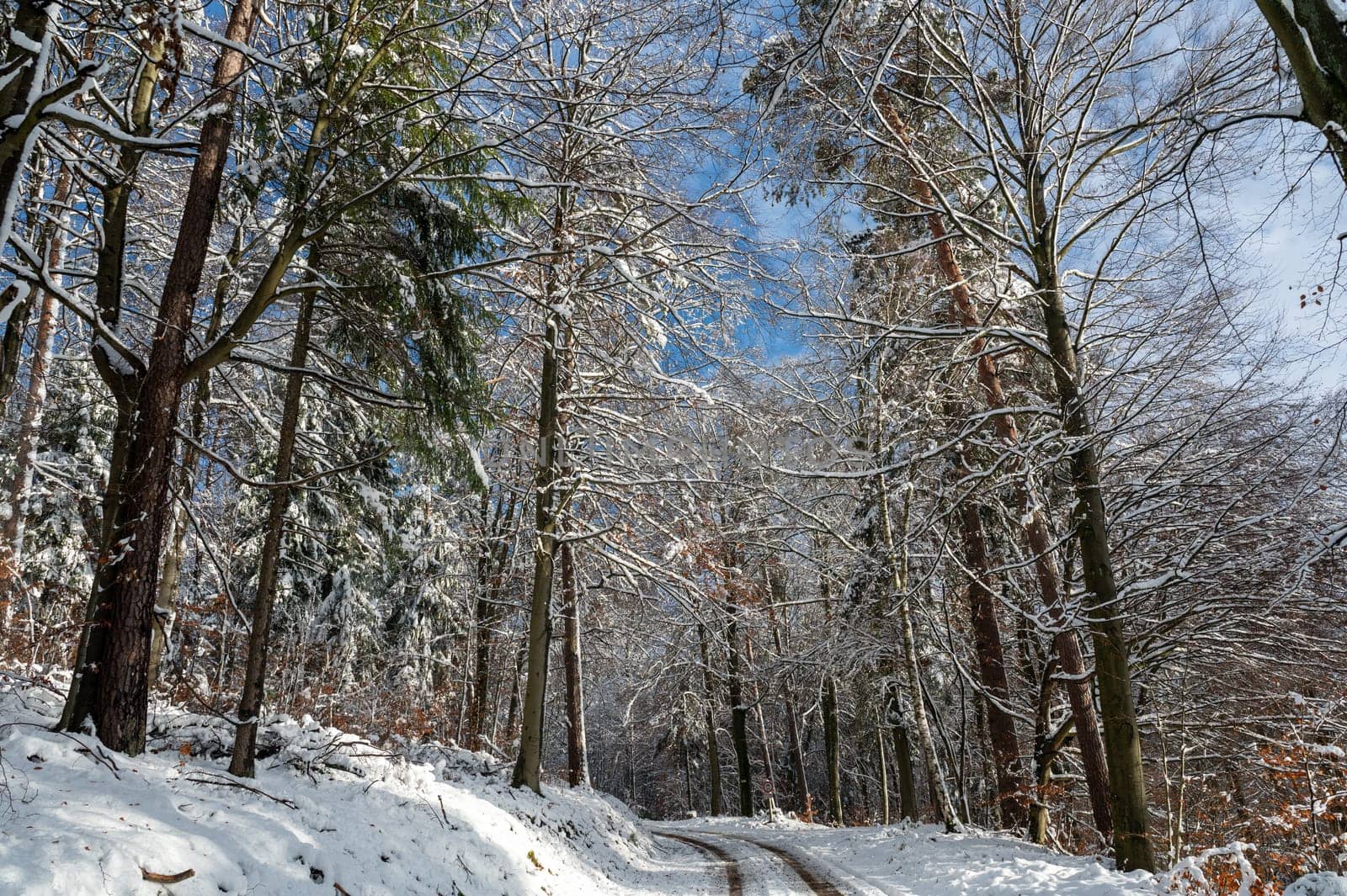 Trees full of snow in a forest with a field path on a sunny winter day in the Spessart, Bavaria, Germany