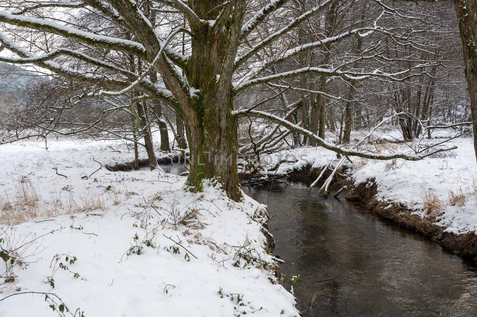 River landscape in winter with tree and  lots of snow