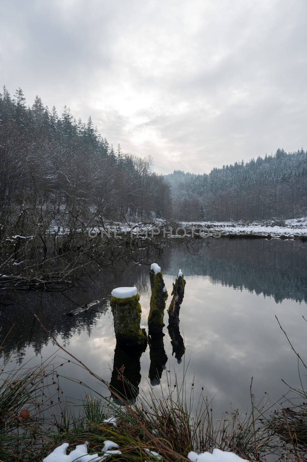 A small lake with some tree trunks in the water, with forest and reflections in the water, with snow in winter
