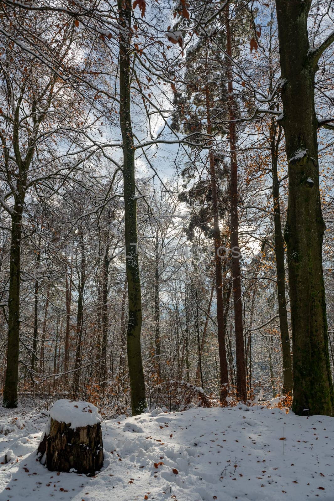 Trees in the forest, winter with snow