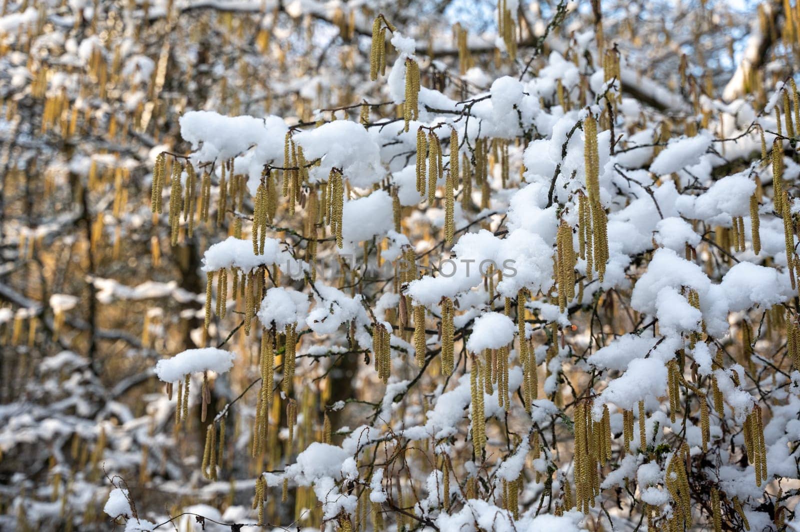Hazel bush with flowers in winter ( Corylus avellana ) covered in snow in winter