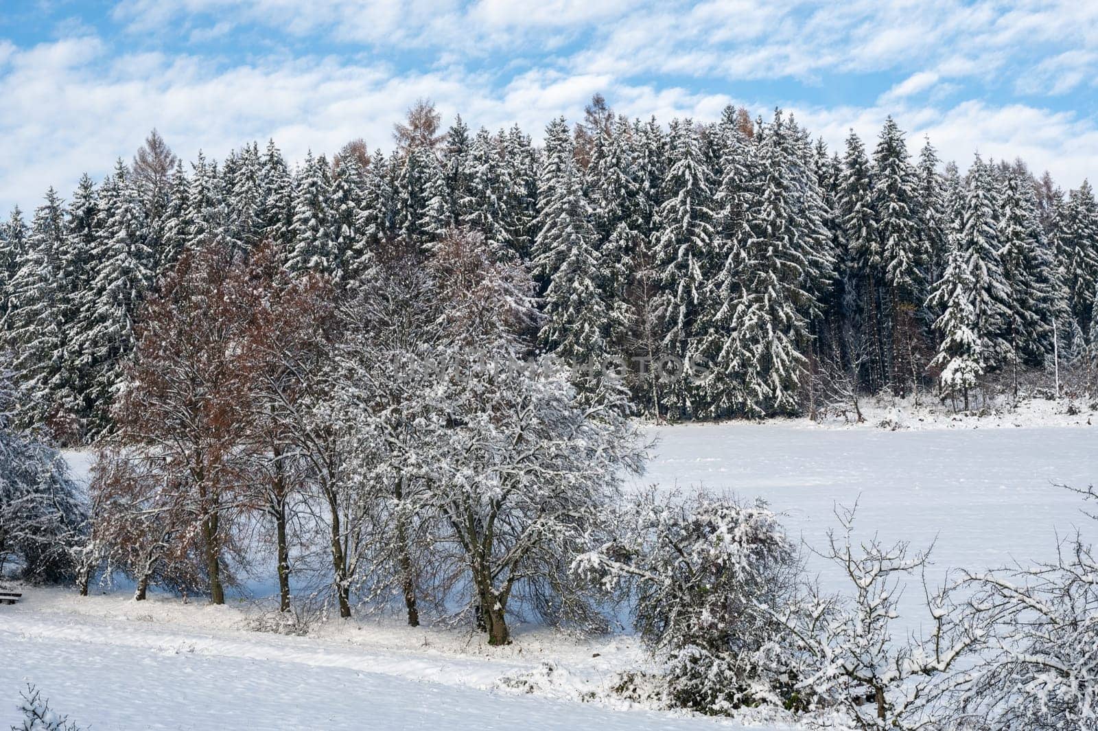 Snow covered fir trees in a forest in winter time