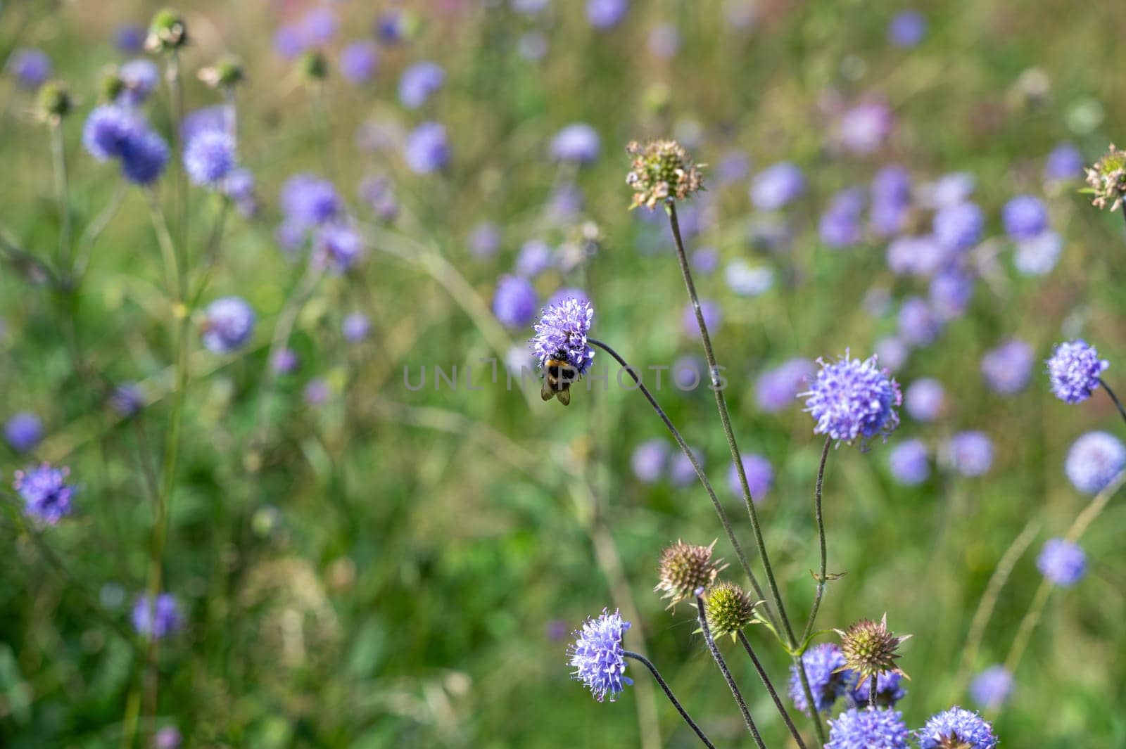 A bee   (  Apoidea  )  on a flower  in green nature with copy space
