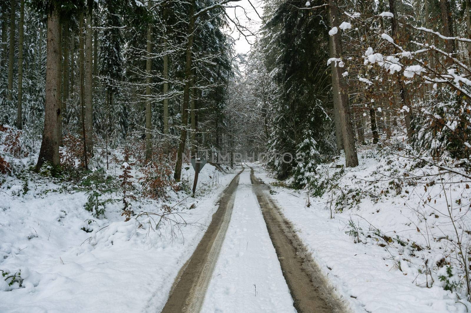 Trees full of snow in a forest with a field path on a winter day in the Spessart, Bavaria, Germany