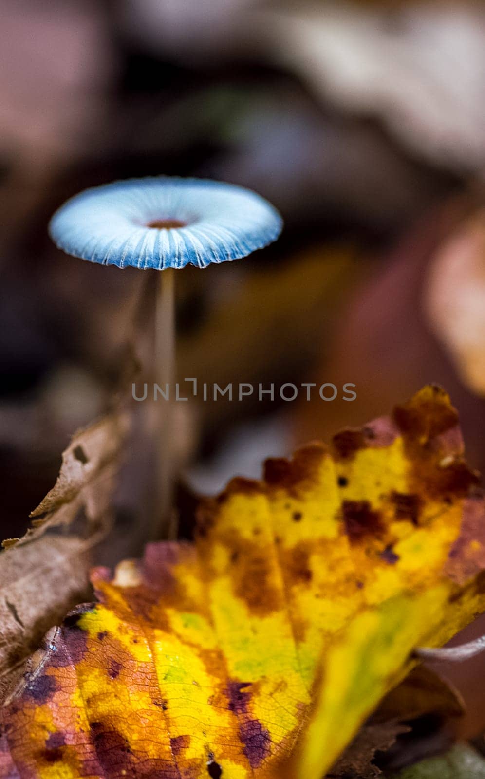 A translucent mushroom on a forest litter among autumn leaves.