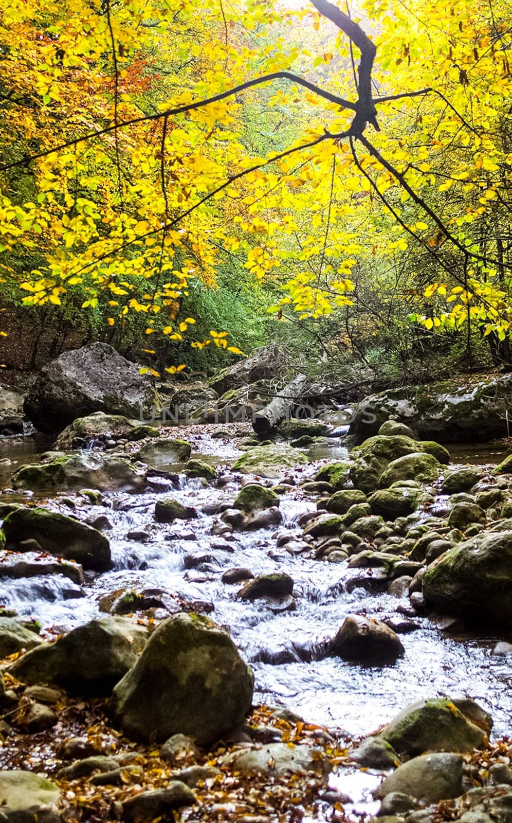Mountain small river in the forest with rapids and waterfalls. A forest creek.