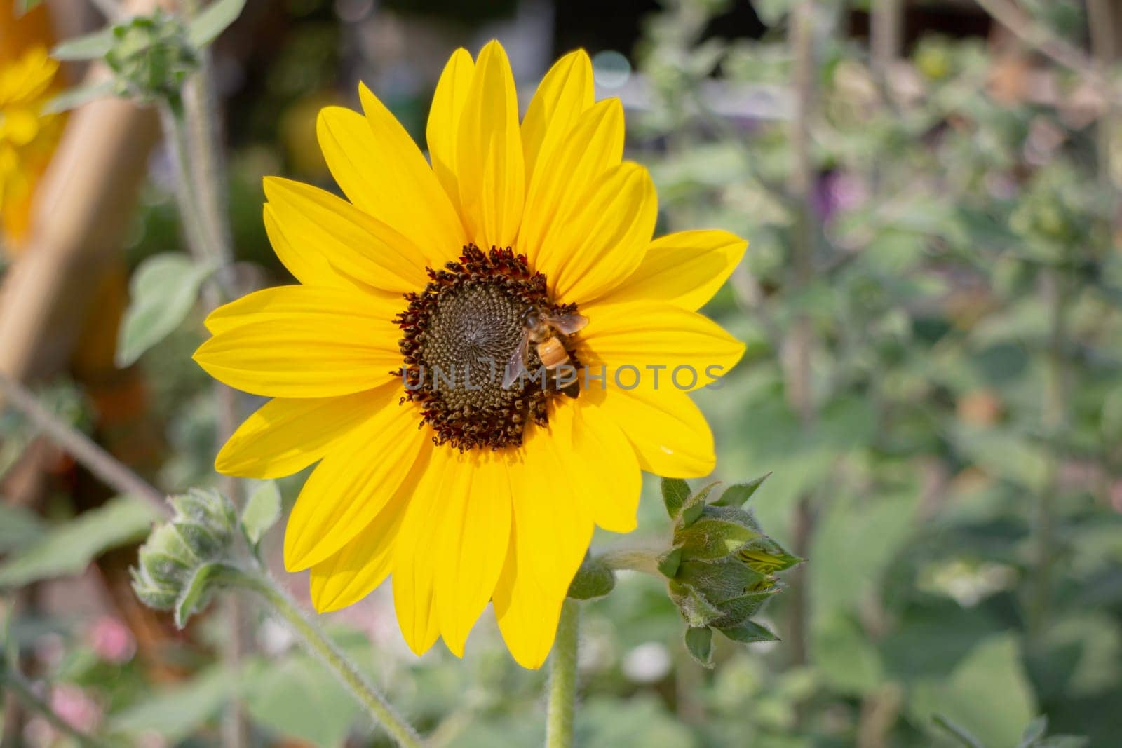 Thai agricultural produce to be exhibited at the fair, stock photo