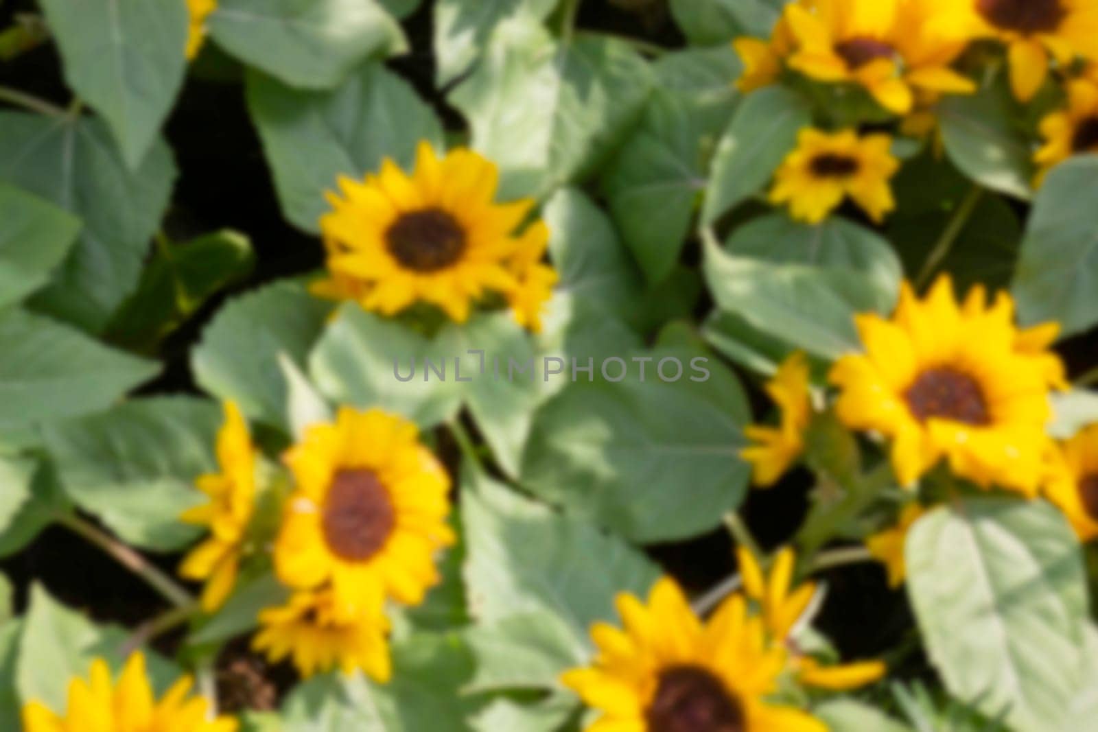 Thai agricultural produce to be exhibited at the fair, stock photo