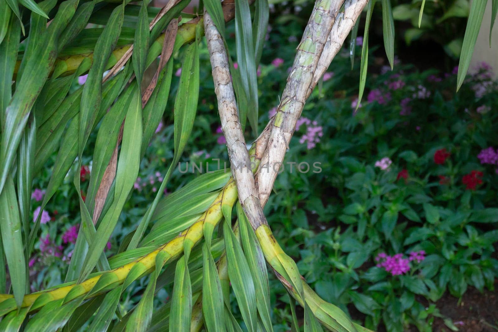 Thai agricultural produce to be exhibited at the fair, stock photo