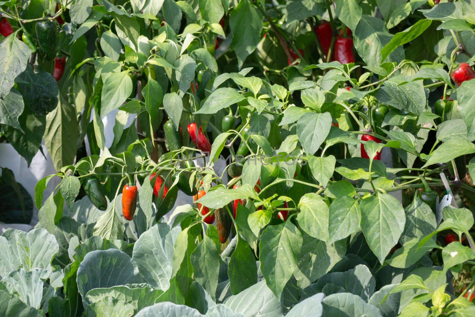 Thai agricultural produce to be exhibited at the fair, stock photo