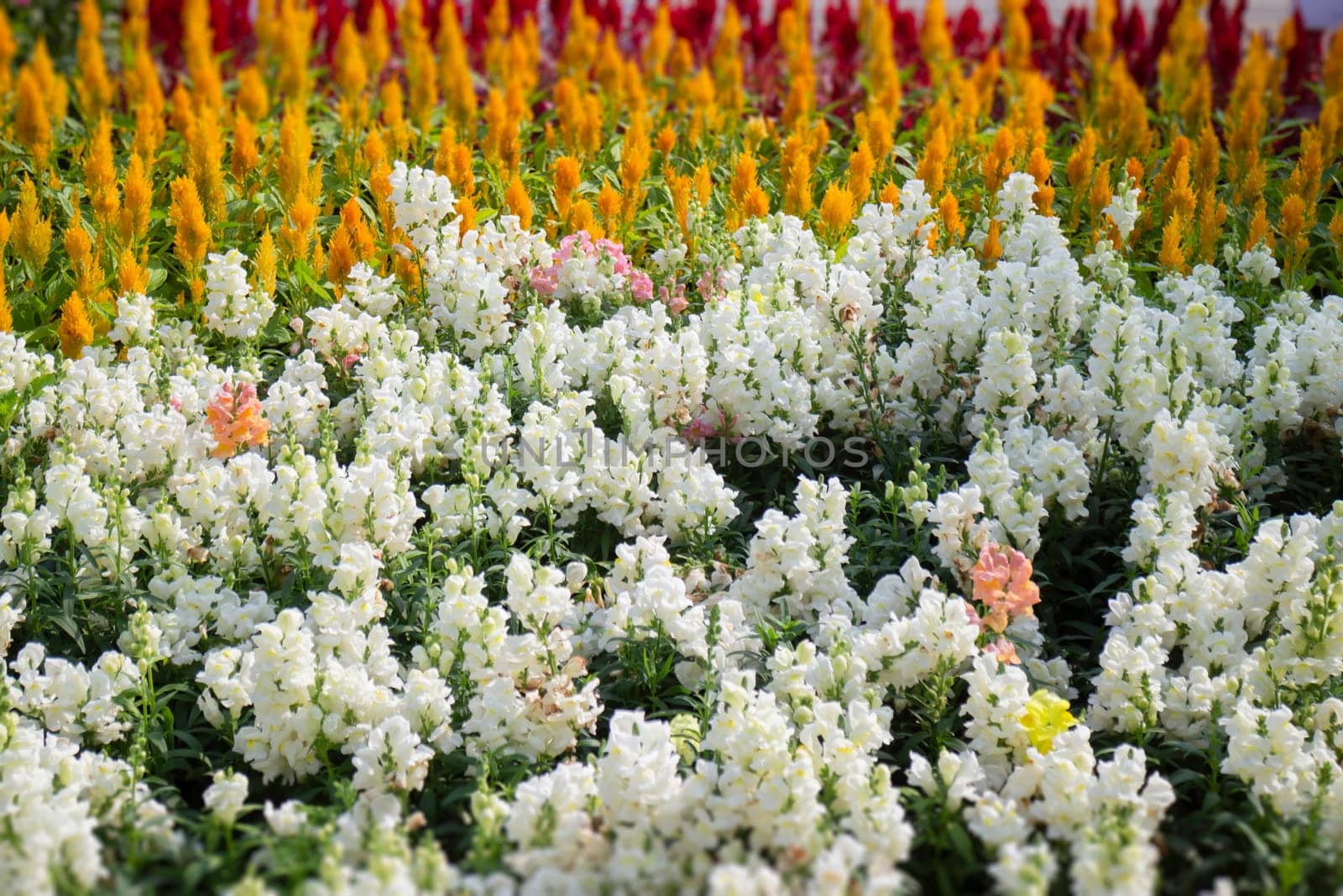 Thai agricultural produce to be exhibited at the fair, stock photo