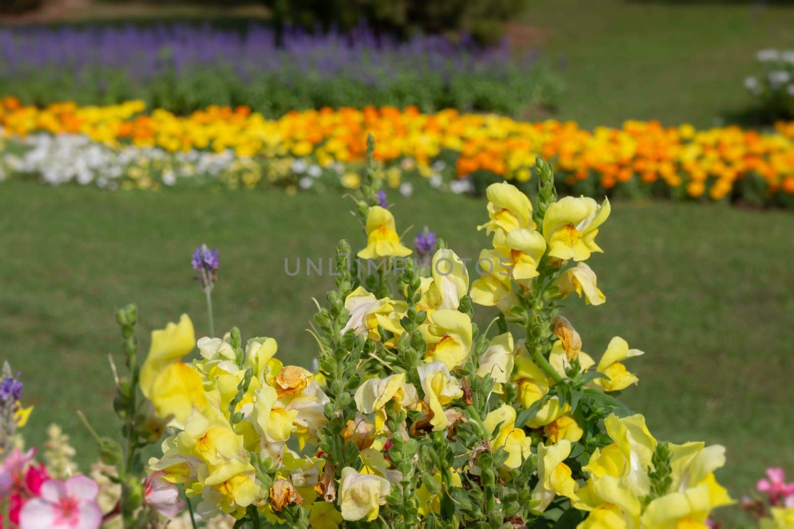 Thai agricultural produce to be exhibited at the fair, stock photo