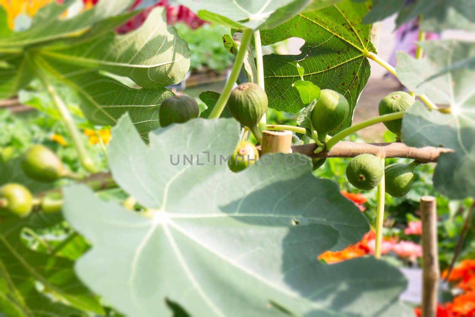 Thai agricultural produce to be exhibited at the fair, stock photo