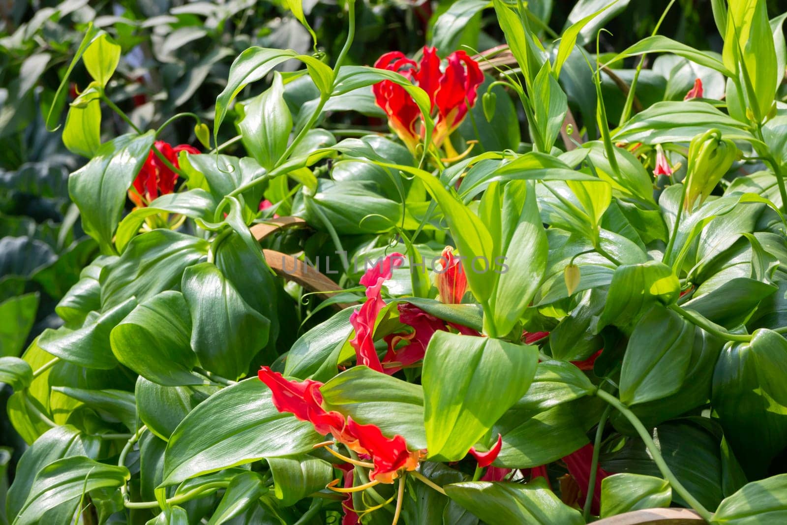 Thai agricultural produce to be exhibited at the fair, stock photo