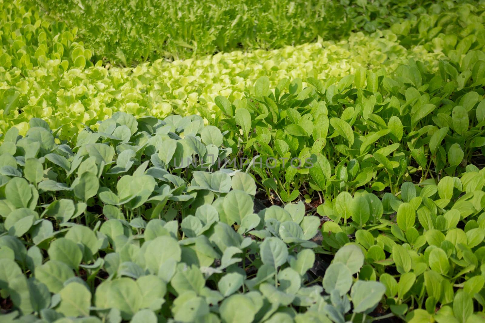 Thai agricultural produce to be exhibited at the fair, stock photo